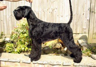 Foxwood giant best sale schnauzers