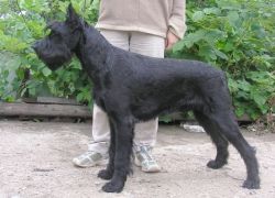 picture of dog