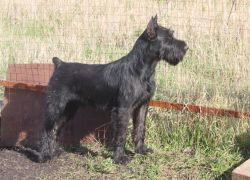 picture of dog