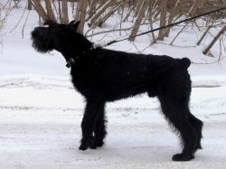 picture of dog