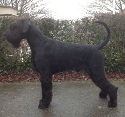 picture of dog