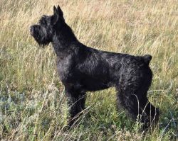 picture of dog