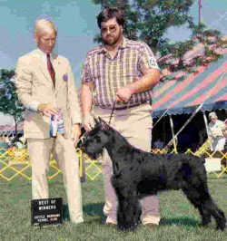 picture of dog