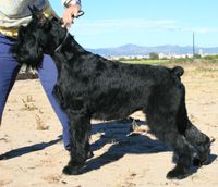 picture of dog