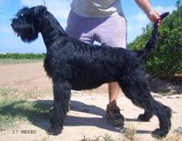 picture of dog