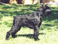 picture of dog