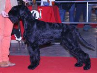 picture of dog