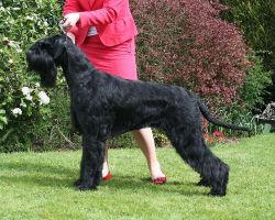 picture of dog