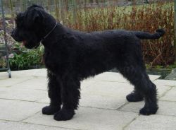 picture of dog