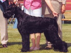 picture of dog