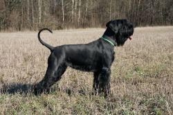 picture of dog