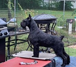 picture of dog