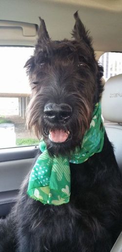 picture of dog