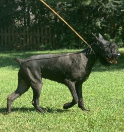 picture of dog