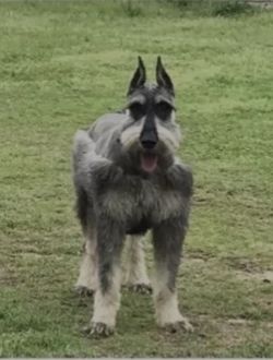 picture of dog