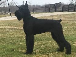 picture of dog
