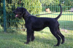 picture of dog
