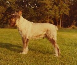 picture of dog