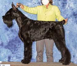 picture of dog