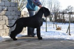 picture of dog