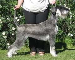 picture of dog
