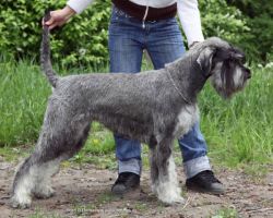 picture of dog