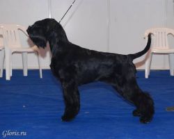 picture of dog