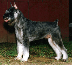 picture of dog