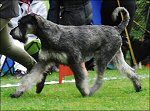picture of dog