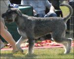 picture of dog