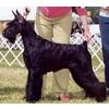 picture of dog
