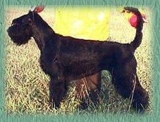 picture of dog