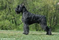 picture of dog