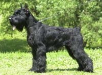 picture of dog