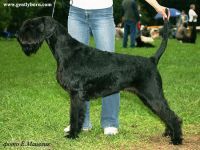 picture of dog