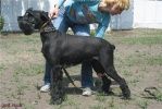 picture of dog