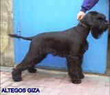 picture of dog