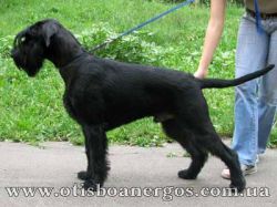 picture of dog