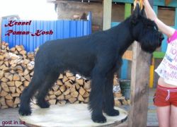 picture of dog