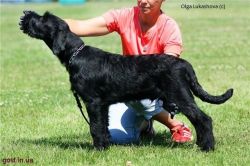 picture of dog