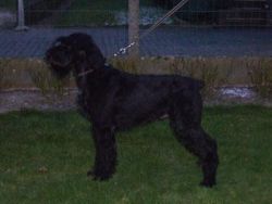 picture of dog