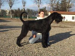 picture of dog