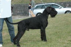 picture of dog