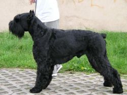 picture of dog