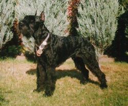 picture of dog