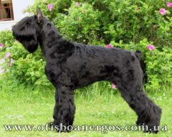 picture of dog