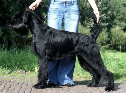 picture of dog
