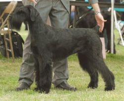 picture of dog