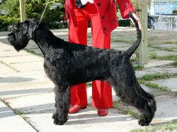 picture of dog