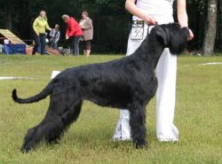 picture of dog